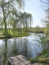 A quiet river with a small wooden footbridge, surrounded by green trees and willows hanging over