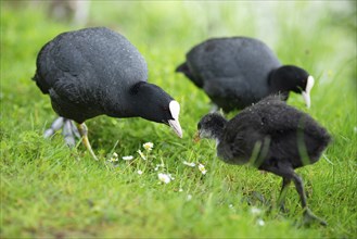 Common black coot family on the meadow, genus Fulica, waterbird in Europe, birdwatching in nature