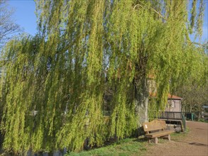 A willow with hanging branches, next to a path with a bench and a building in the background,