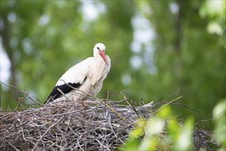 White storks on the nest surrounded by green trees, ciconia in spring, Oberhausen Heidelberg in