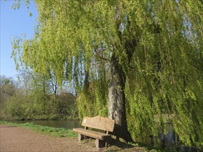 A wooden bench stands under a large tree with hanging branches on the bank of a quiet river on a