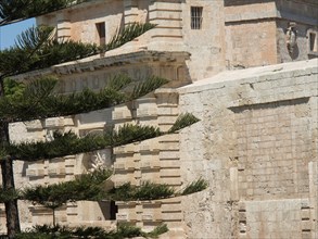 Historic fortress walls with a tall tree in the foreground, mdina, mediterranean sea, Malta, Europe