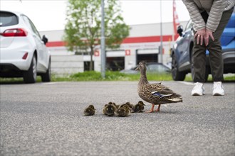 Duck family walking on a city road with cars, people trying to rescue birds from traffic, mother