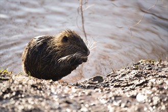 Nutria, coypu herbivorous, semiaquatic rodent member of the family Myocastoridae on the riverbed,