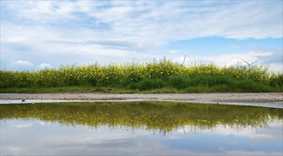 Landscape with yellow blooming raps field, reflection in the water, agriculture in spring,