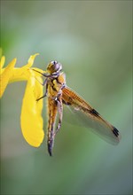 Red dragonfly is sitting on a yellow flower, newly hatched insect, wetland Haff Reimich, nature