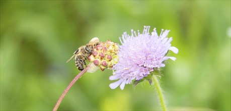 Dead honey bee on a clover flower, spider and fly eating the insect, close up