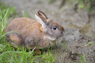 Domestic rabbit or bunny on a green spring meadow in nature, cute animal wildlife, pet on a farm