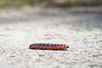 Willow borer caterpillar of night moth, odoriferous willow wood borer, Cossus cossus, red and