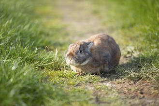 Domestic rabbit or bunny on a green spring meadow in nature, cute animal wildlife, pet on a farm