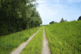 Path through a meadow and forest, nature in spring, environment and ecology concept, recreational