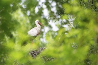 White storks on the nest surrounded by green trees, ciconia in spring, Oberhausen Heidelberg in