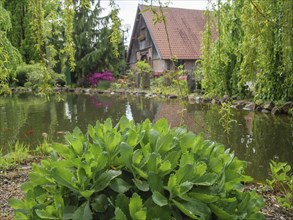 A pond with lush vegetation and a willow, behind it a house with a tiled roof and half-timbered