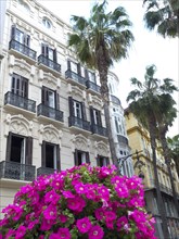 An urban scene with palm trees and bright pink flowers in front of historic buildings with