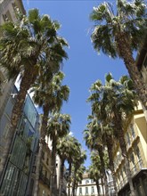 Street lined with tall palm trees with buildings on both sides, under a clear blue sky, Malaga,