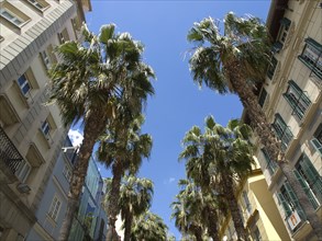 A street with tall palm trees, surrounded by urban buildings and a bright blue sky, Malaga, Spain,