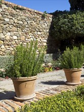 Two large flower pots with plants in front of an old stone wall in a sunny garden, Malaga, Spain,