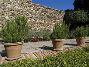 Three flower pots with plants along a stone path next to an old wall in the garden, Malaga, Spain,