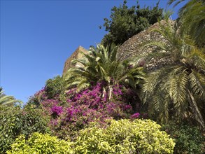 Rich flora with colourful flowers and palm trees on an old stone wall, Malaga, Spain, Europe