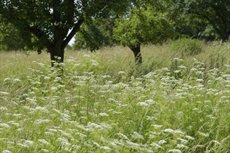 Flowering flower meadow with Wild carrot (Daucus carota) in the Solpark residential neighbourhood,