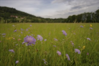 Natural flower meadow in late spring with scabiosa in bloom, Swabian-Franconian Forest nature park