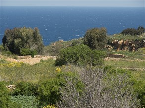 Green coastal landscape with lush vegetation and a view of the blue sea in the background, Gozo,