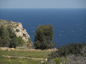 View of the blue sea and the rocky coast with green trees on the cliffs, Gozo, Mediterranean Sea,