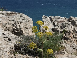Coastal landscape with yellow flowers and rocks in the foreground, with a deep blue sea in the