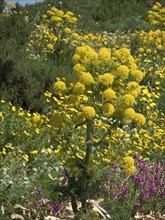 Lush yellow flowers in a colourful landscape with green vegetation on a sunny day, Gozo,