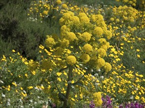 Close-up of lush yellow flowers amidst green vegetation on a sunny day, Gozo, Mediterranean Sea,
