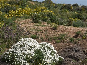 Flowers in a hilly landscape with green vegetation and yellow blossoms under a sunny sky, Gozo,