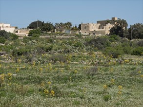 Green fields and old buildings in a rural area under sunny skies, Gozo, Mediterranean, Malta,