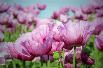 Opium poppy (Papaver somniferum), cultivation of edible poppy, poppy field, Donnersbergkreis,