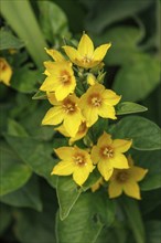 Close-up of yellow flowers with green foliage in the garden, Borken, Münsterland, North