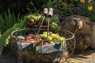 A basket with various succulents and an antique bust arranged in a garden area, Borken,