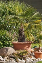 A small palm tree in a clay pot surrounded by pebbles in a garden, Borken, Münsterland, North