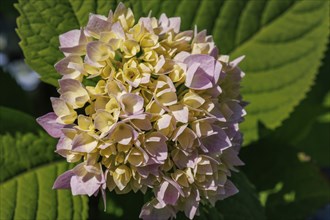 A close-up of a hydrangea blossom in pastel colours in the garden, Borken, Münsterland, North