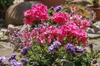 Close-up of pink and purple flowers in the garden with green foliage in the background, Borken,