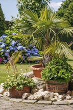 A garden area with palm trees and other plants in pots, surrounded by stones and colourful flowers,