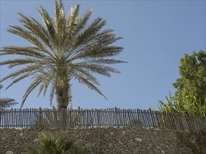 A palm tree next to a fence against a blue sky, surrounded by nature and green spaces, abu dhabi,
