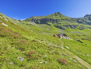 Landawirseehütte with Samspitze and alpine roses, Landawirsee blue sky, Schladminger Tauern,