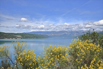 Verdon reservoir, Lac de Sainte-Croix with broom, lake landscape, blooming, yellow, Provençal Alps,