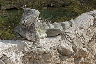 Green iguana (Iguana iguana), Caribbean, Windward Islands, Netherlands Antilles, ABC Islands ABC