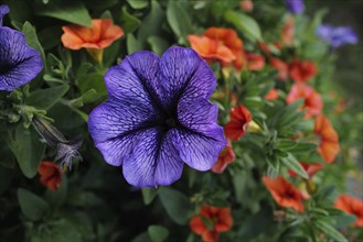 Gorgeous, funnel-shaped purple petunias against an orange and green background on a lovely evening