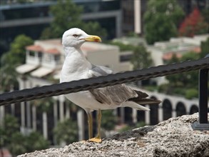 Seagull standing on a stone wall with blurred background, monte carlo, monaco, france