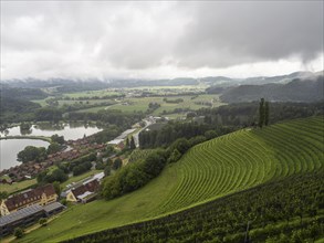 Foggy mood, thunderclouds over vineyard, Silberberg, Sulmsee, near Leibnitz, Styria, Austria,