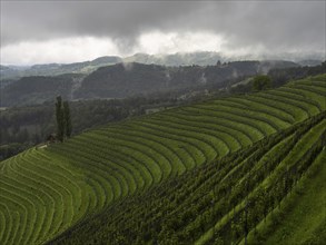 Foggy mood, thunderclouds over vineyard, Silberberg, near Leibnitz, Styria, Austria, Europe