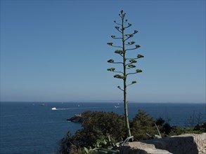 Large plant with a view of the wide blue sea and the clear sky on the horizon, ibiza, mediterranean