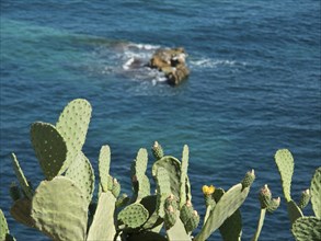 Close-up of cacti with a view of the clear blue sea and rocks in the background, ibiza,