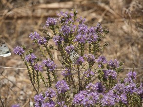 Purple flowering plants with a butterfly in a dry natural environment, ibiza, mediterranean sea,